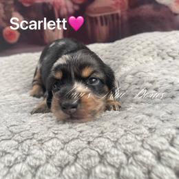 Scarlett - Dapple female Dachshund puppy in Jena, Louisiana from Amy’s Mini Doxies