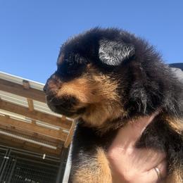 Male 948 - Black and mahogany male Rottweiler puppy in Ocala, Florida from Southeast Companion & Protection Dogs
