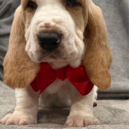 Kristoff - Lemon and white male Basset Hound puppy in Monterey, Tennessee from Southern Belles Bassets