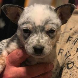 Australian Cattle Dog Puppies from Australian cattle dog company