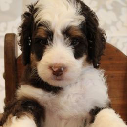 Bernedoodles from Strongdoodles