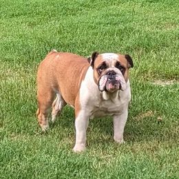 Betty - Bulldog