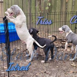 Istred - Merle Great Dane puppy in Spring, Texas from Stark Danes