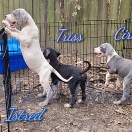 Istred - Merle Great Dane puppy in Spring, Texas from Stark Danes