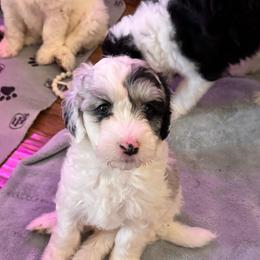 Kylie - Blue merle and white female Sheepadoodle puppy in Moreno Valley, California from Rainbow SoCal Doodles