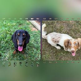 Dachshund puppies from Steele Half Acre Homestead