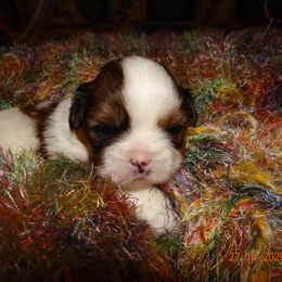 AKC FIGARO - Parti male Lhasa Apso puppy in Fort Washington, Maryland from GyanGanj Lhasa Apso