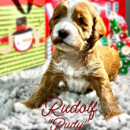 Rudolf  'Rudy' - Red  male Goldendoodle puppy in Travelers Rest, South Carolina from Bailey Mountain Doodles