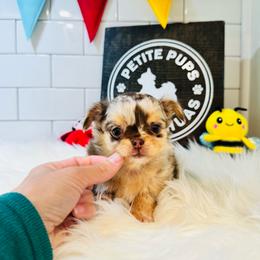Jerry - Chocolate male Chihuahua puppy in Dayton, Ohio from Petite Pups