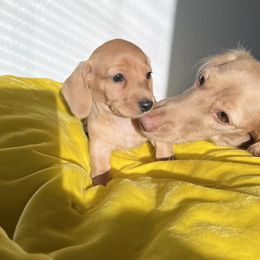 Dachshund Puppies from Duchess Daphne's Doxie Empire