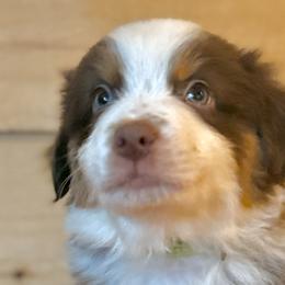Miniature Australian Shepherds from Happy-Go-Lucky Homestead