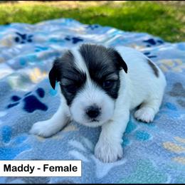 Maddy - Black and white female Coton de Tulear puppy in Mead, Oklahoma from Bar W Cotons