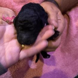 Beautiful - Black female Goldendoodle puppy in Cape Coral, Florida from GoldenDoodles Cape Coral