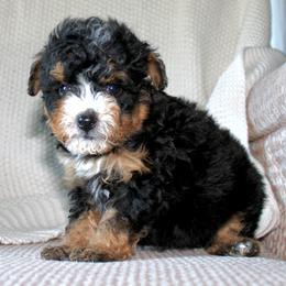 Rio - Tri-color male Bernedoodle puppy in Apple Creek, Ohio from Cuddle Paws