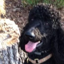 Poodles from Proctor's Parti Poodles & Doodles