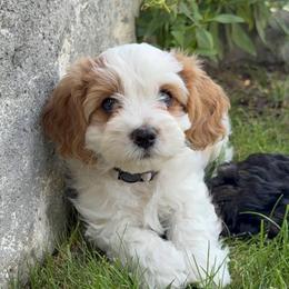 Winnie HALF PRICE DELIVERY WITH DELUX TRAVEL KENNEL - Blenheim female Cavapoo puppy in Draper, Utah from Peaks Pups & Cavachon Love Chocolate Cavaliers, Cavaliers, Cavachon’s, Cavapoos & Havanese