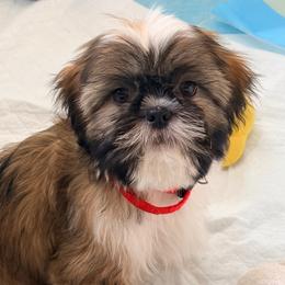 Tommy - Gold and white male Shih Tzu puppy in Hemet, California from Aloha Shih Tzu