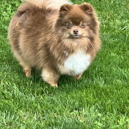 Hazel - Pomeranian