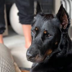 Sentry - Beauceron