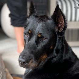 Sentry - Beauceron