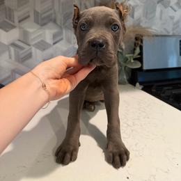 Solid Gray Female 3 - Gray female Cane Corso puppy in Knoxville, Tennessee from Crowned Corso