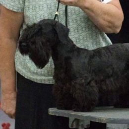 Cesky Terriers from Bluefire Cesky terriers