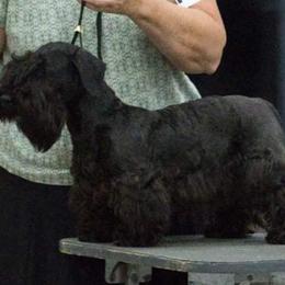 Cesky Terriers from Bluefire Cesky terriers