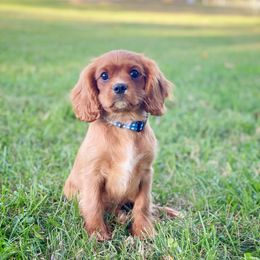 Cavalier King Charles Spaniel and Poodle Puppies from Red Skye Cavaliers