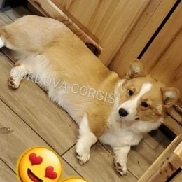 Rita - Pembroke Welsh Corgi
