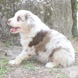 Mantis - Red merle male Australian Shepherd puppy in Macon, Georgia from Shaina’s Shepherds