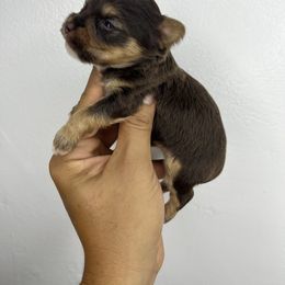Choco girl - Chocolate and tan female Yorkshire Terrier puppy in Kissimmee, Florida from M&R Yorkies