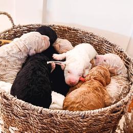 Goldendoodles from Hatchett Hill Goldendoodles