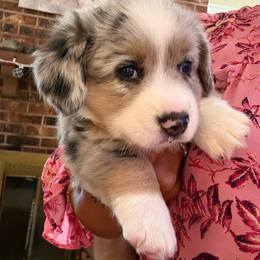 Rome (Turquoise Collar) - Blue merle and white male Cardigan Welsh Corgi puppy in Greensboro, North Carolina from Wynnewood Kennels
