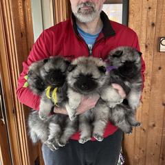 Keeshond Puppies from Peregrine Keeshond