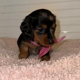 Dachshund Puppies from Wiggle Weens