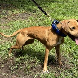 American Pit Bull Terrier All Grown Up from Paradigm Kennels