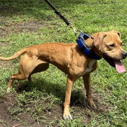 American Pit Bull Terrier All Grown Up from Paradigm Kennels