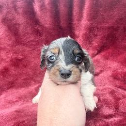 Black and tan dapple piebald (almost split face) - Dapple female Dachshund puppy in Umatilla County, Oregon from Divine Dogs