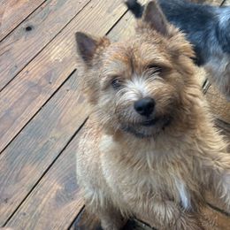Champion Barnstable All Things Considered - Red Norwich Terrier puppy in Texas from Infinity Kennels