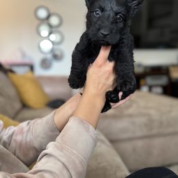 Scottish Terrier Puppies from Santas Scotties