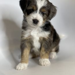 "Harry" Aussiedoodle and Labradoodle Puppies from McDoodles of Texas
