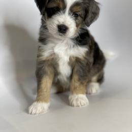 "Harry" Aussiedoodle and Labradoodle Puppies from McDoodles of Texas