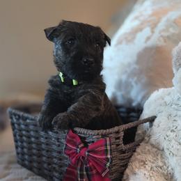 Red Brindle male - Green collar - Brindle male Scottish Terrier puppy in Eva, Alabama from Schulte's  Scottish Terriers