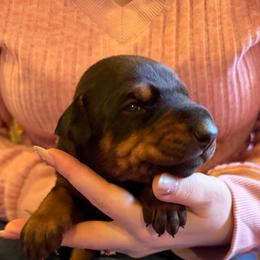 Black Girl - Black and rust female Doberman Pinscher puppy in Centralia, Missouri from TopSpots Farm