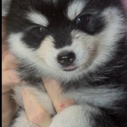 Muffin - Black and white female Pomsky puppy in Spring Hill, Florida from PDQ Pomskies