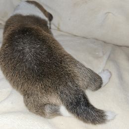 Pembroke Welsh Corgi Puppies from Gingersnap Pembroke Welsh Corgis