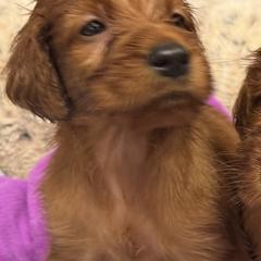 Maroon Purple collar - Mahogany male Irish Setter puppy in Choctaw, Oklahoma from Heartland Irish Setters