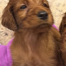 Maroon Purple collar - Mahogany male Irish Setter puppy in Choctaw, Oklahoma from Heartland Irish Setters