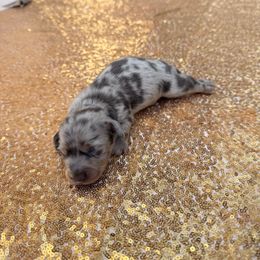 Inosuke - Gray (blue) and tan male Dachshund puppy in Plantation, Florida from Lovelaced Pups