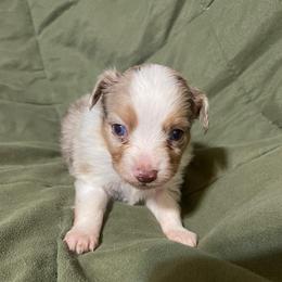 Red merle dark - Red merle male Toy Australian Shepherd puppy in Springfield, Missouri from Donnie's Miniature & Toy Australian Shepherds